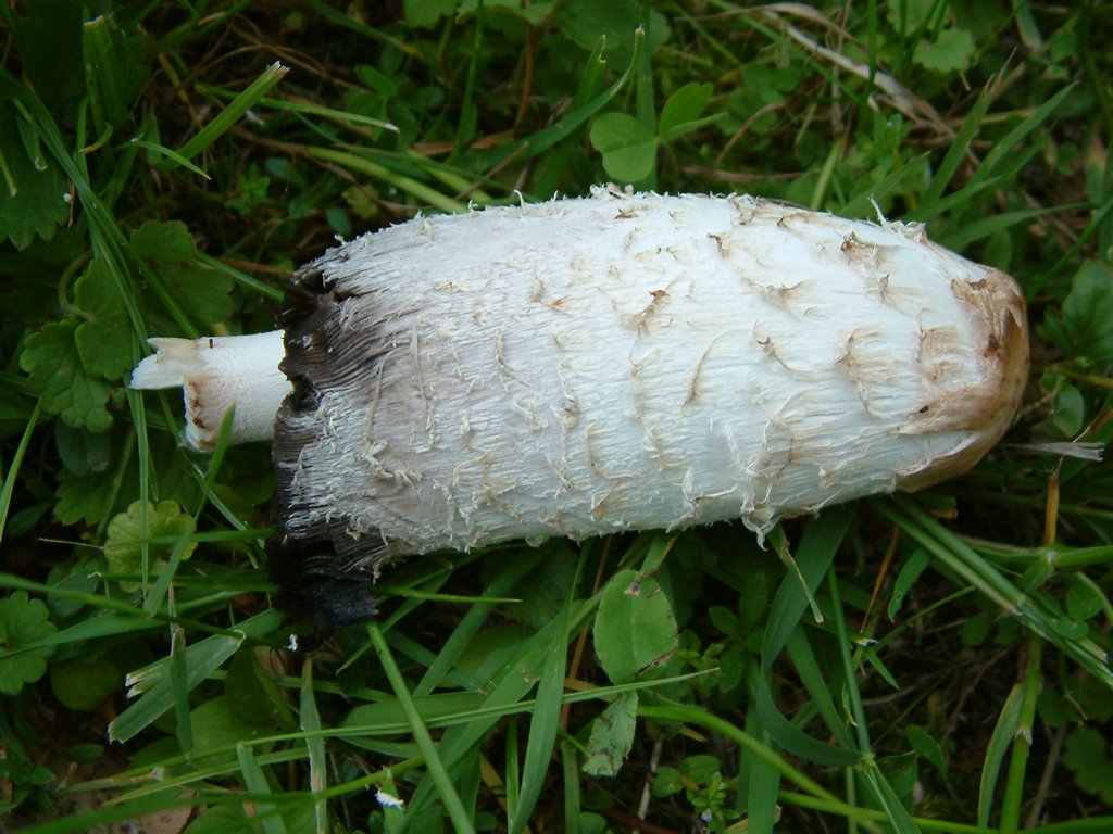 DSCF0009.JPG