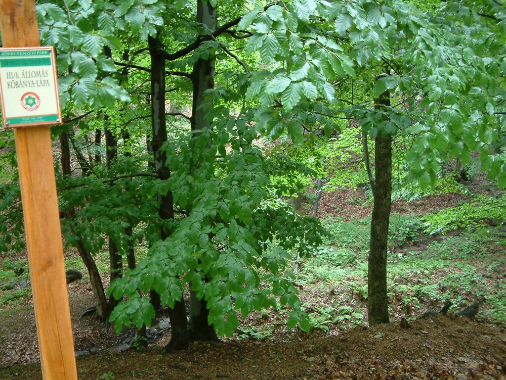 DSCF0018.JPG