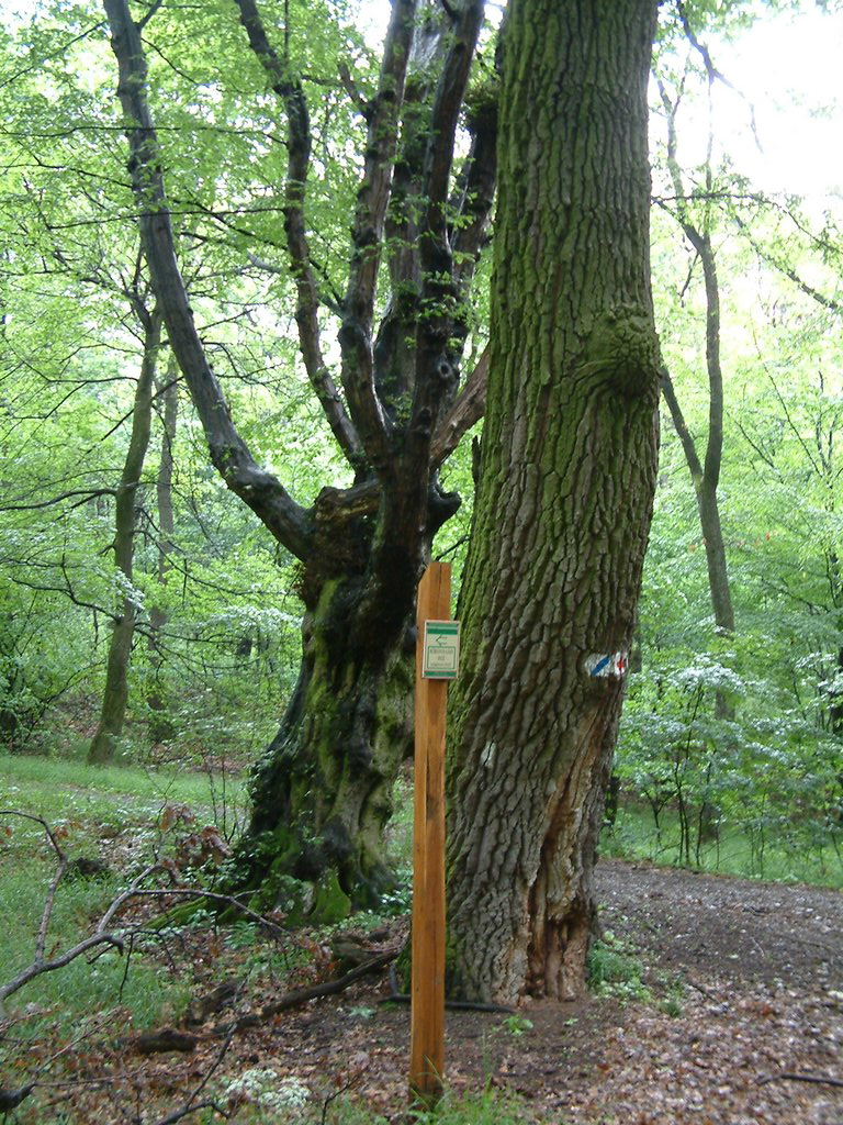 DSCF0023.JPG