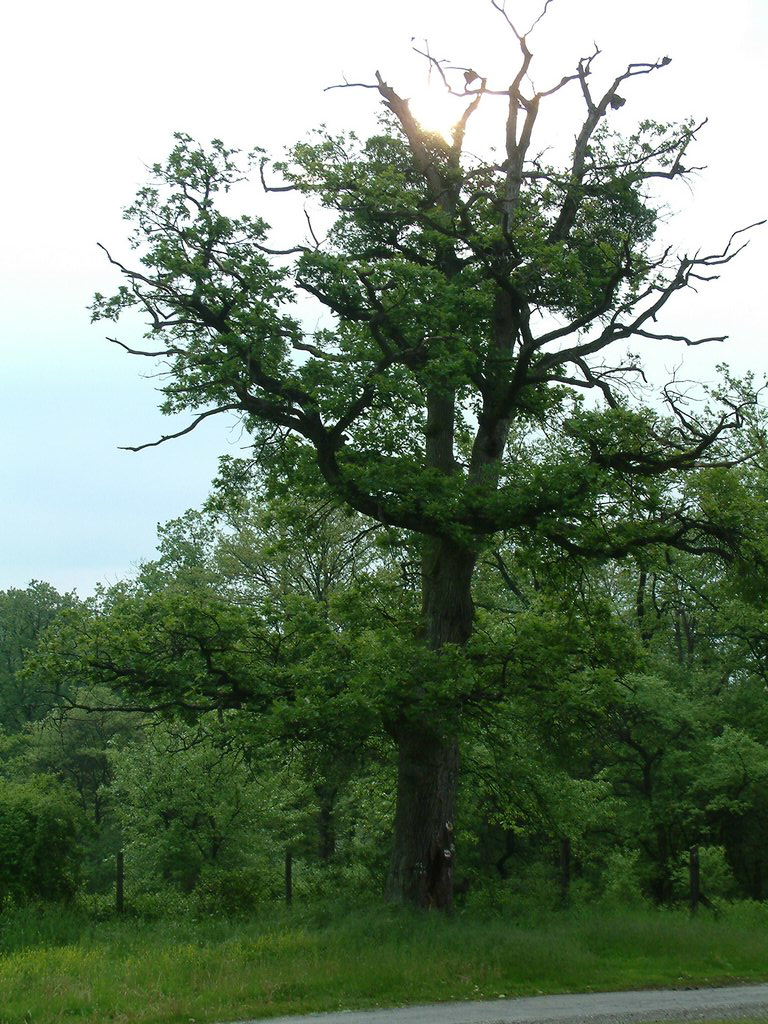DSCF0037.JPG