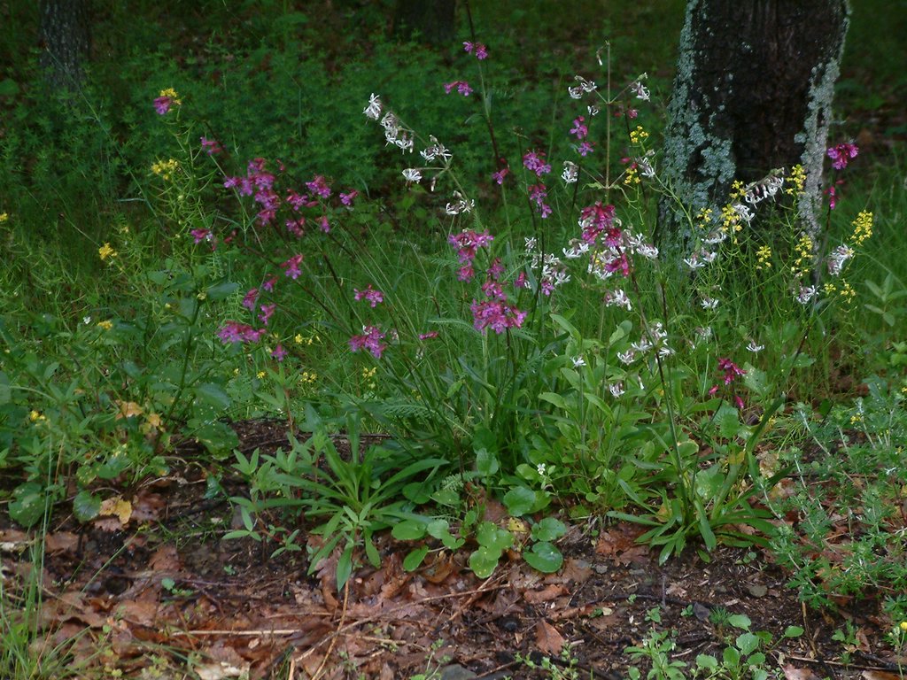 DSCF0043.JPG