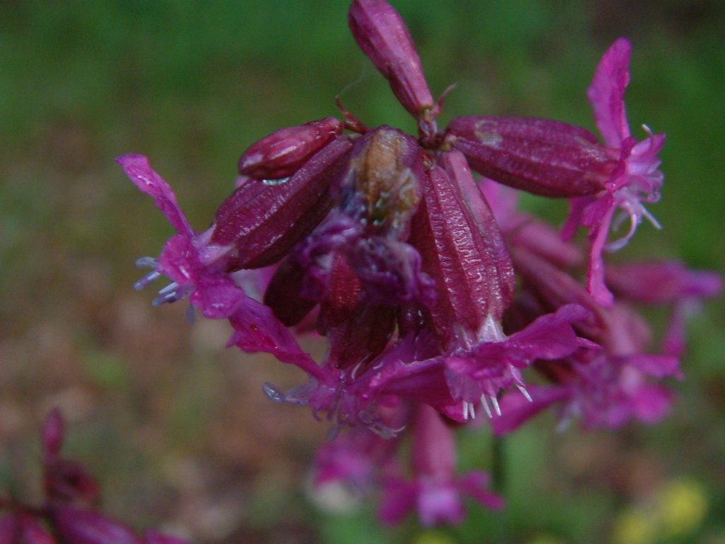 DSCF0044.JPG