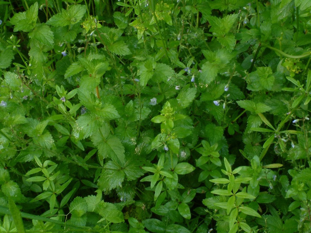 DSCF0045.JPG