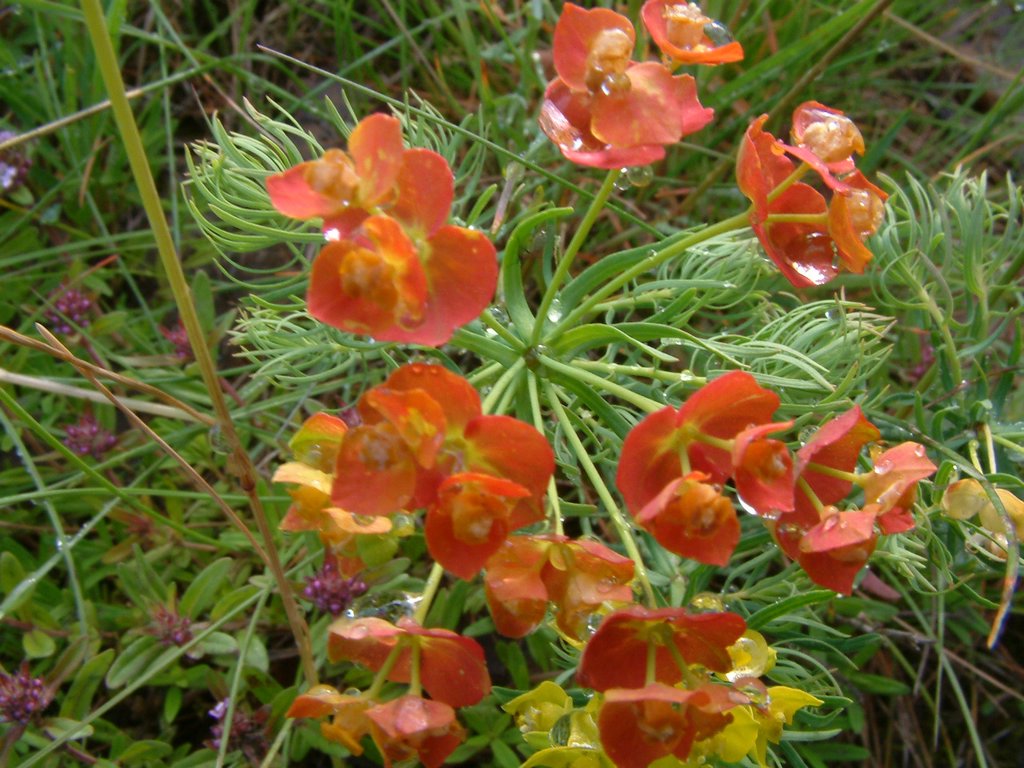 DSCF0049.JPG