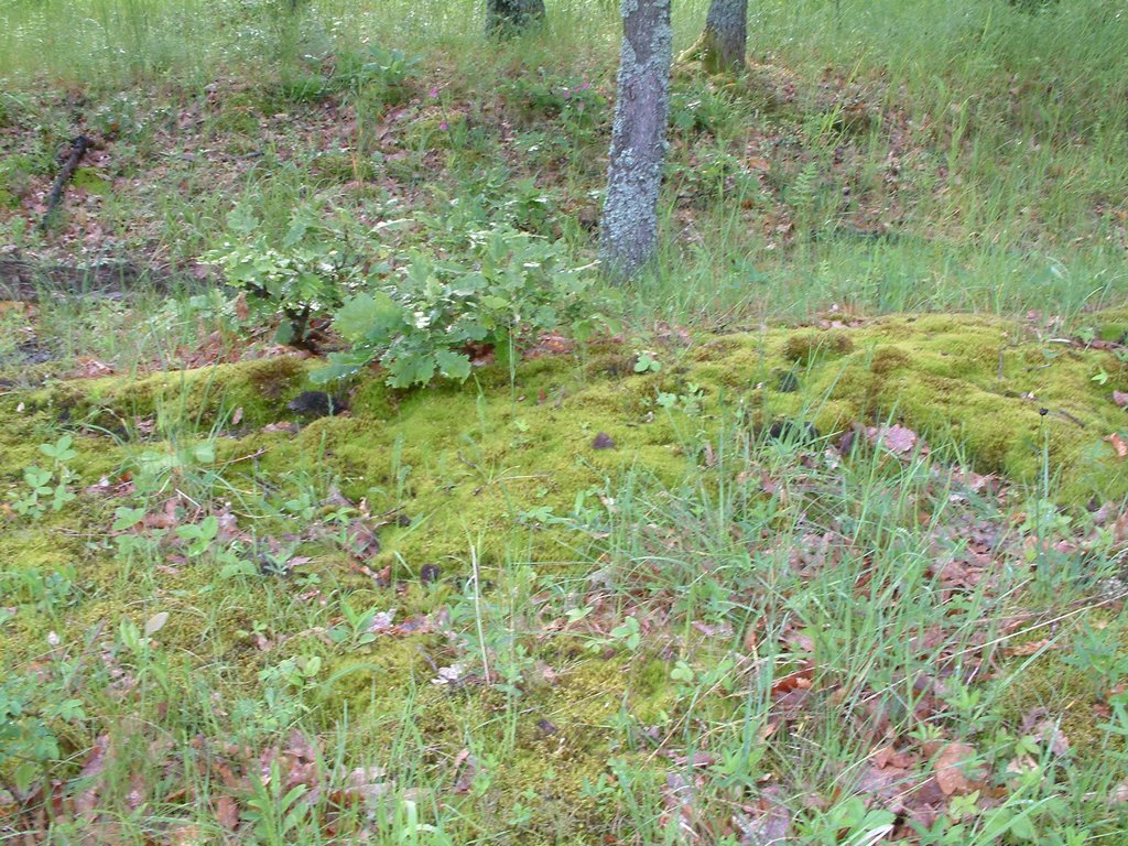 DSCF0051.JPG