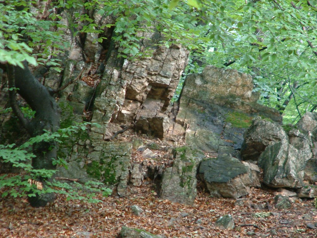 DSCF0053.JPG