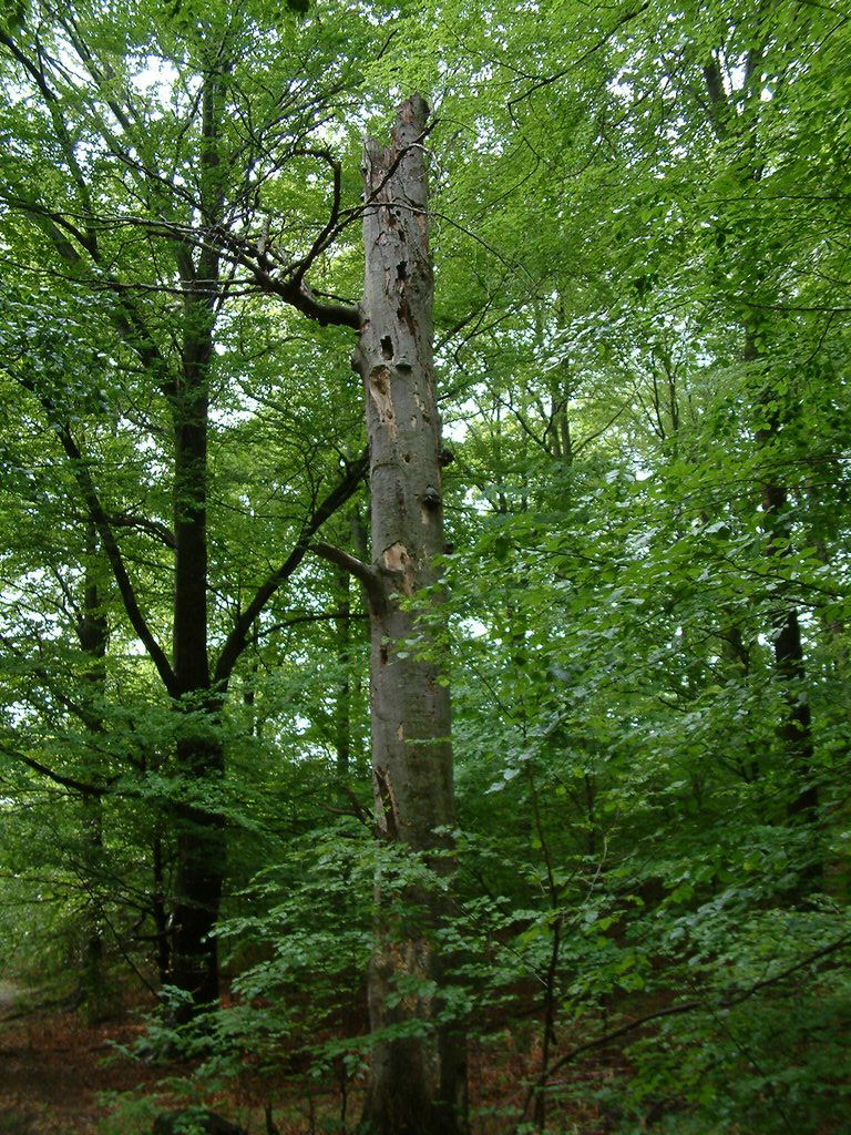 DSCF0054.JPG
