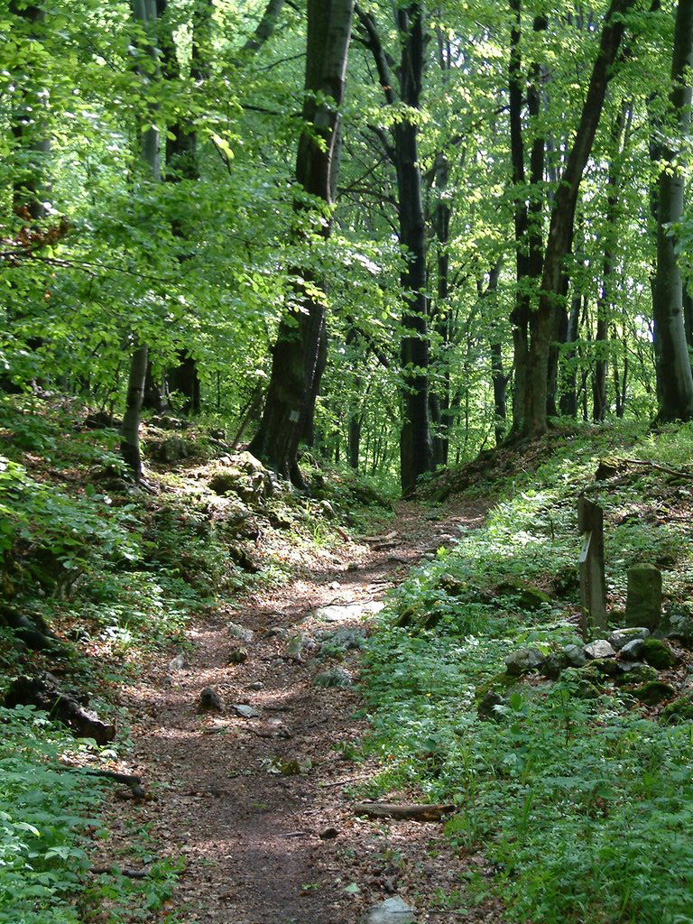 DSCF0071.JPG