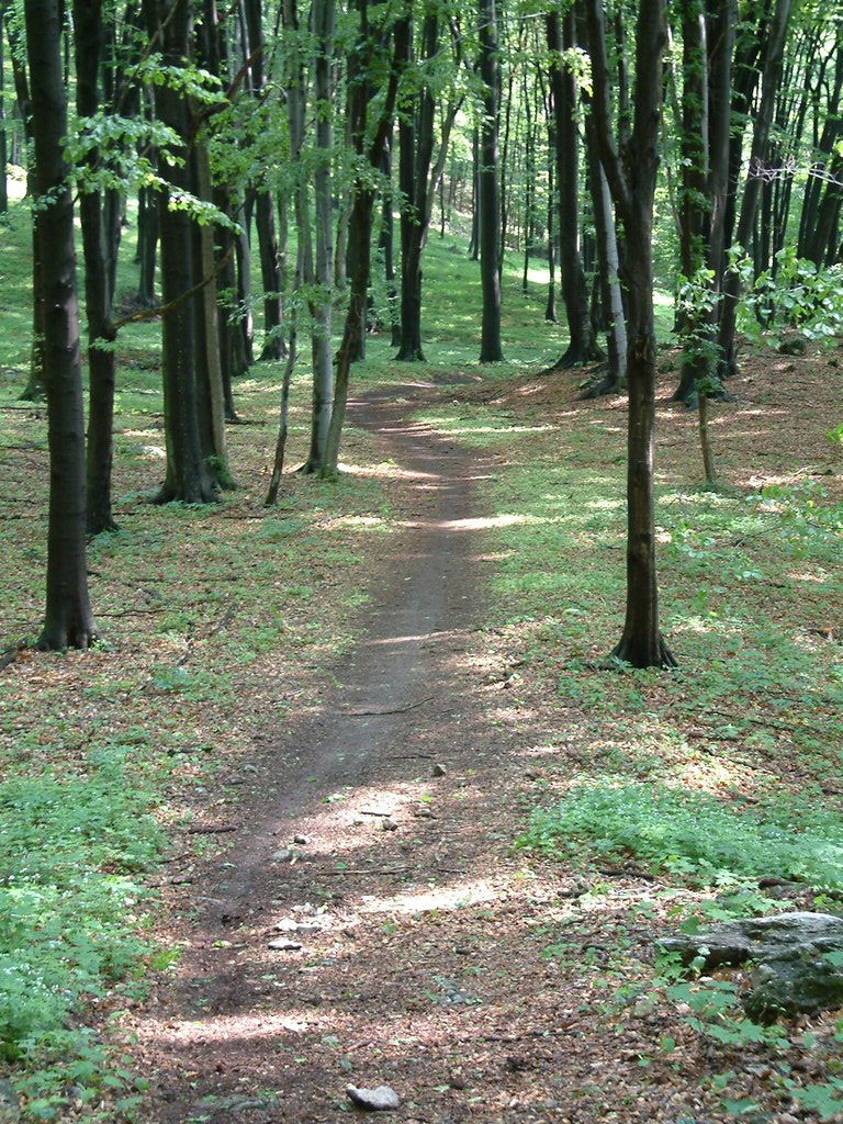 DSCF0072.JPG
