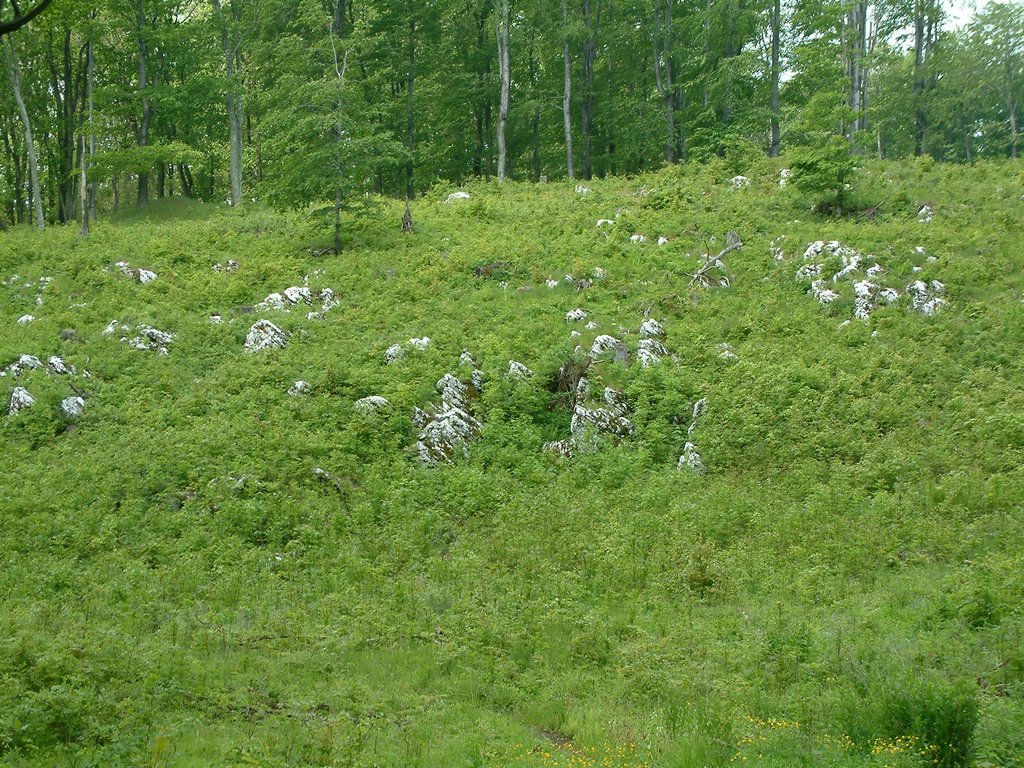 DSCF0081.JPG