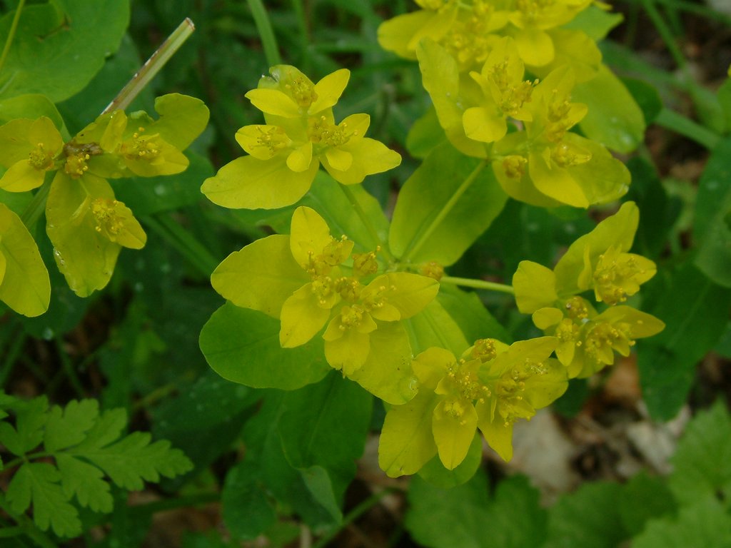 DSCF0083.JPG