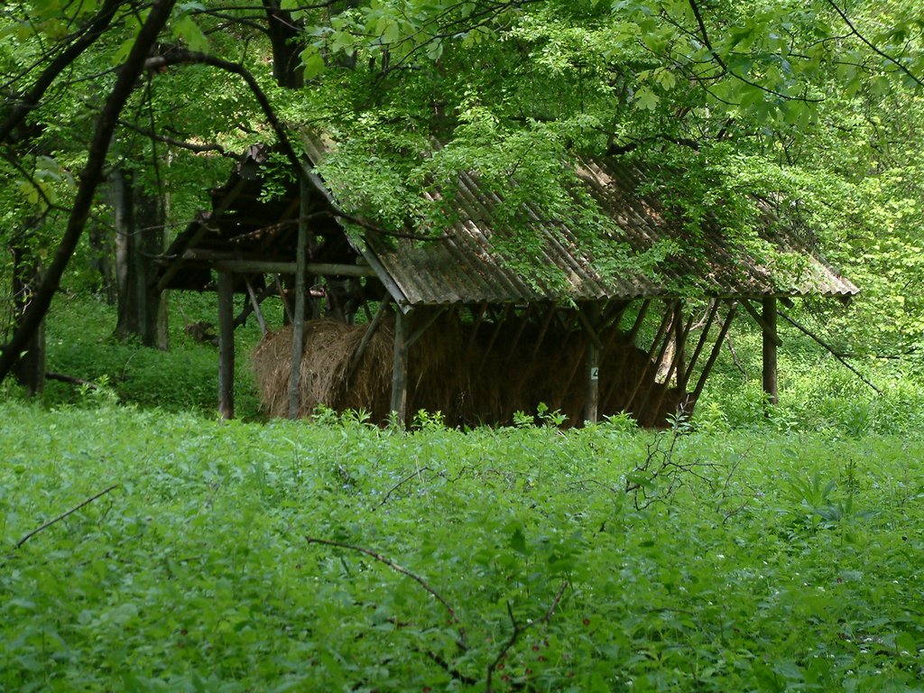 DSCF0084.JPG