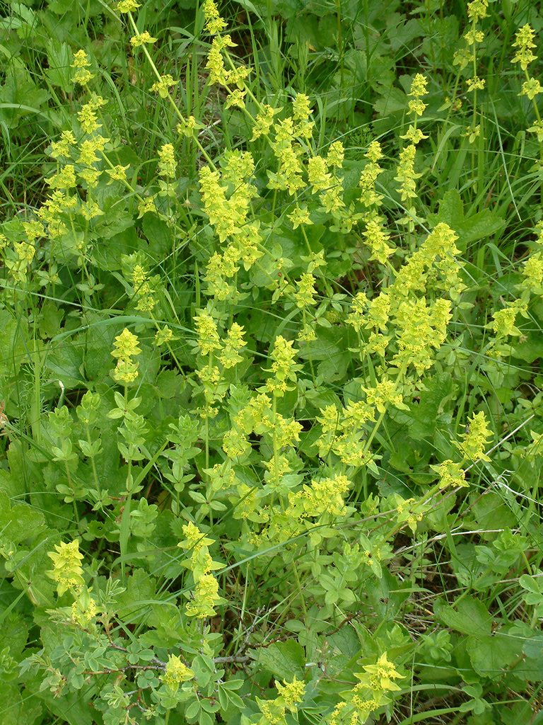 DSCF0099.JPG