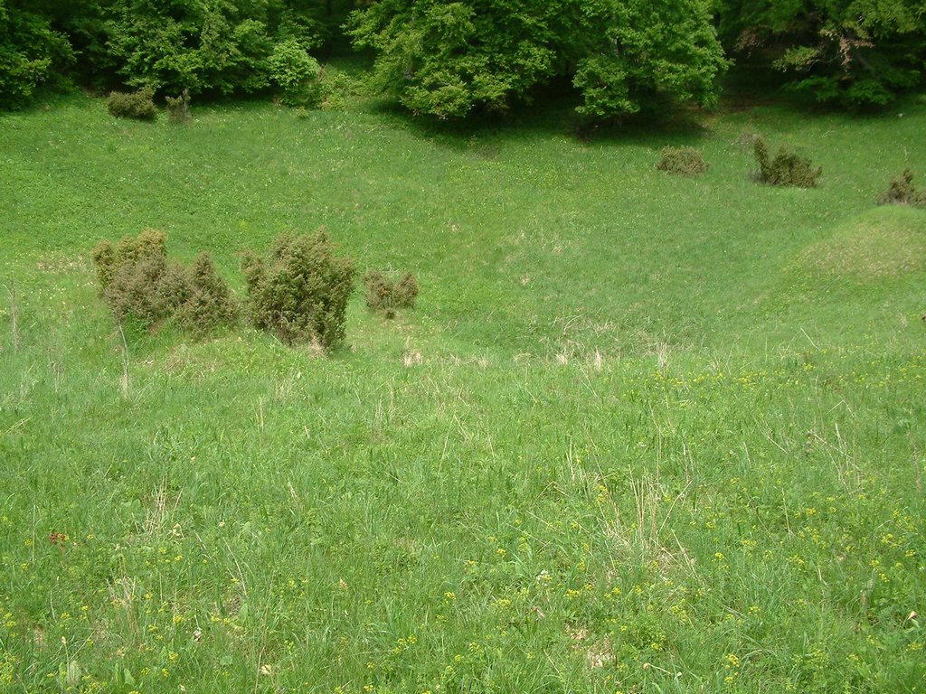DSCF0100.JPG