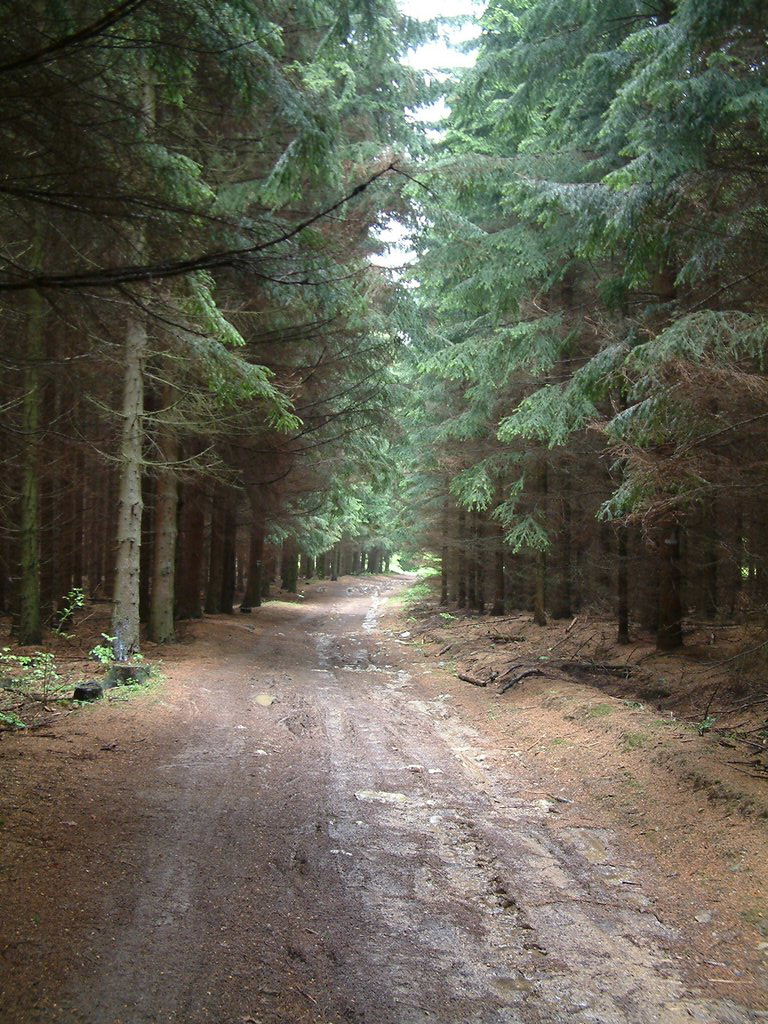 DSCF0102.JPG