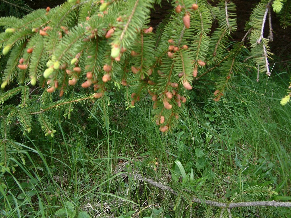 DSCF0118.JPG