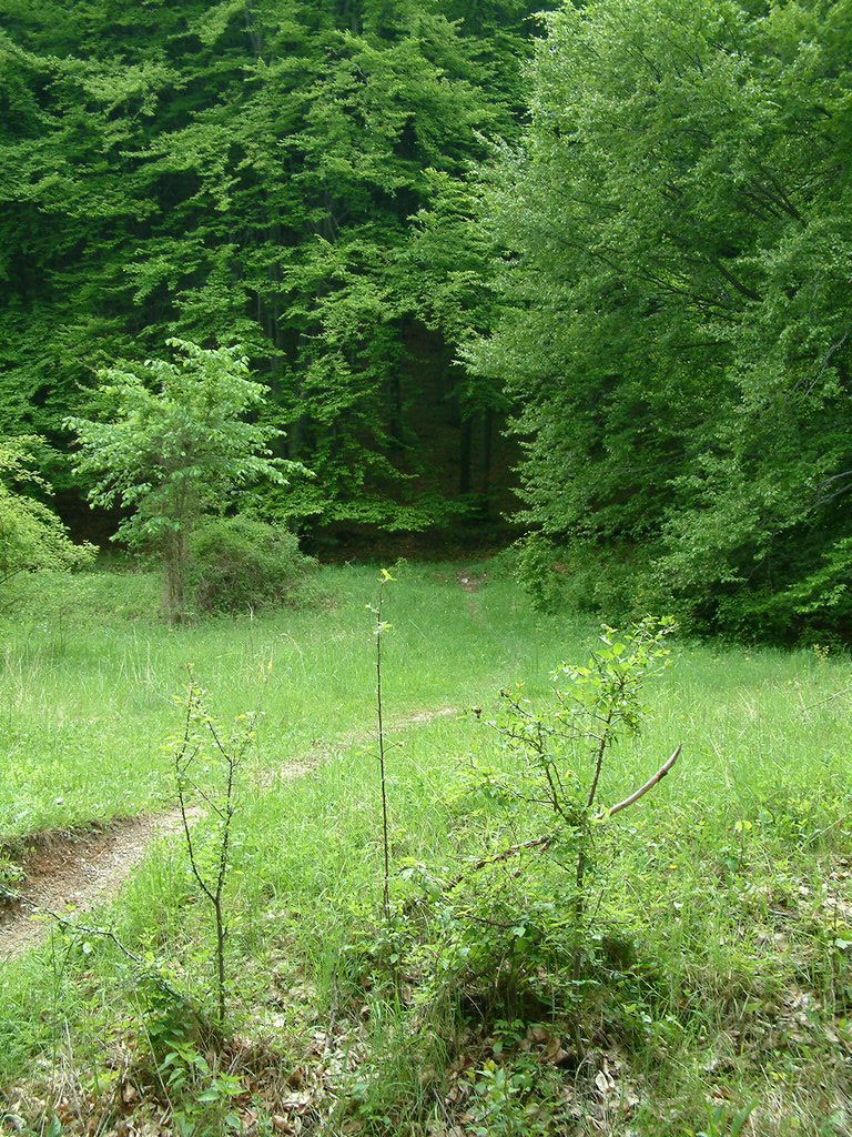 DSCF0121.JPG