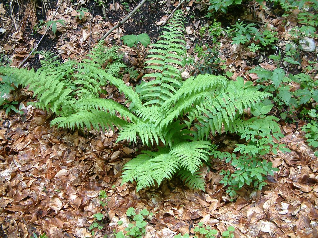 DSCF0122.JPG