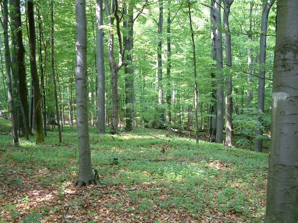 DSCF0126.JPG