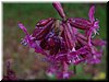 DSCF0044.JPG