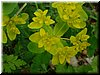 DSCF0083.JPG