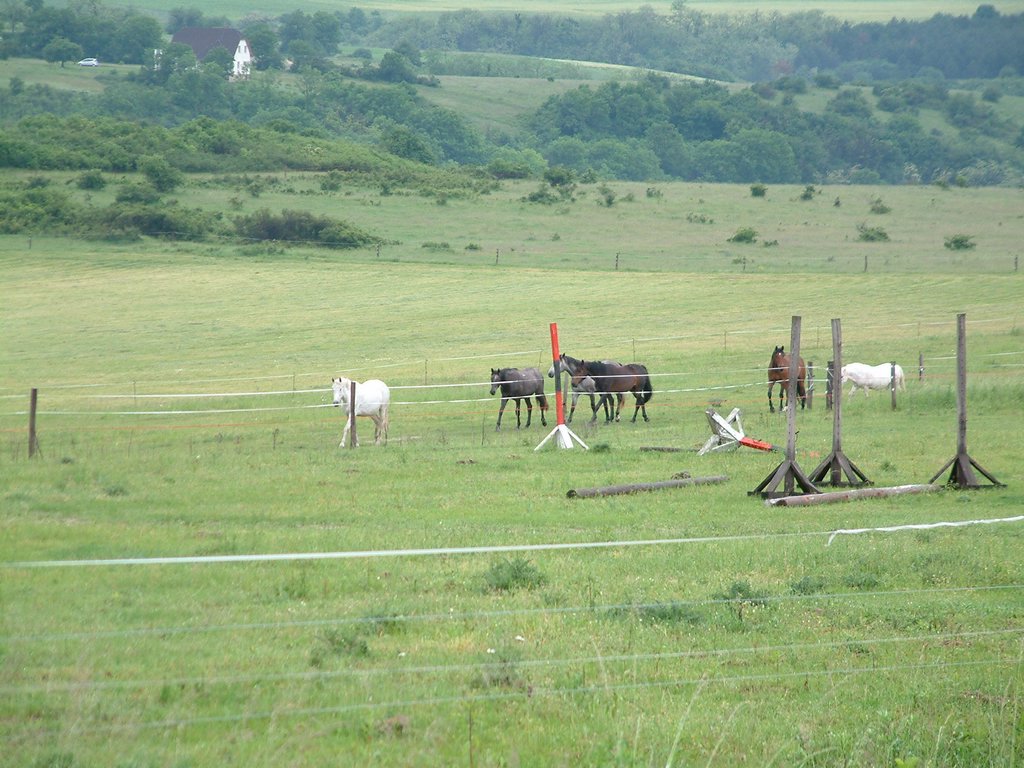 DSCF0182.JPG