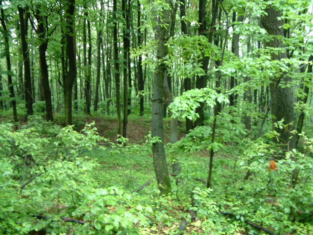 DSCF0185.JPG