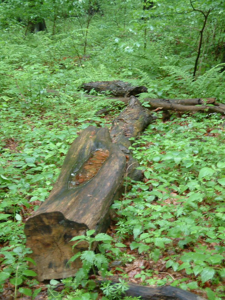 DSCF0188.JPG