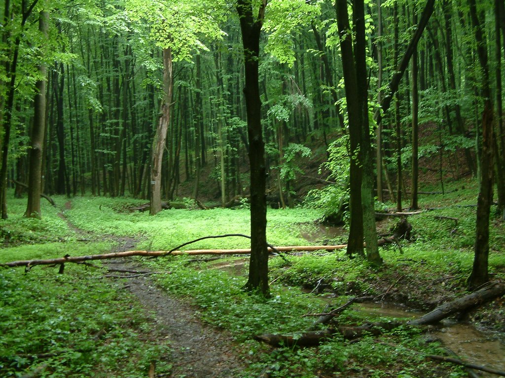 DSCF0206.JPG
