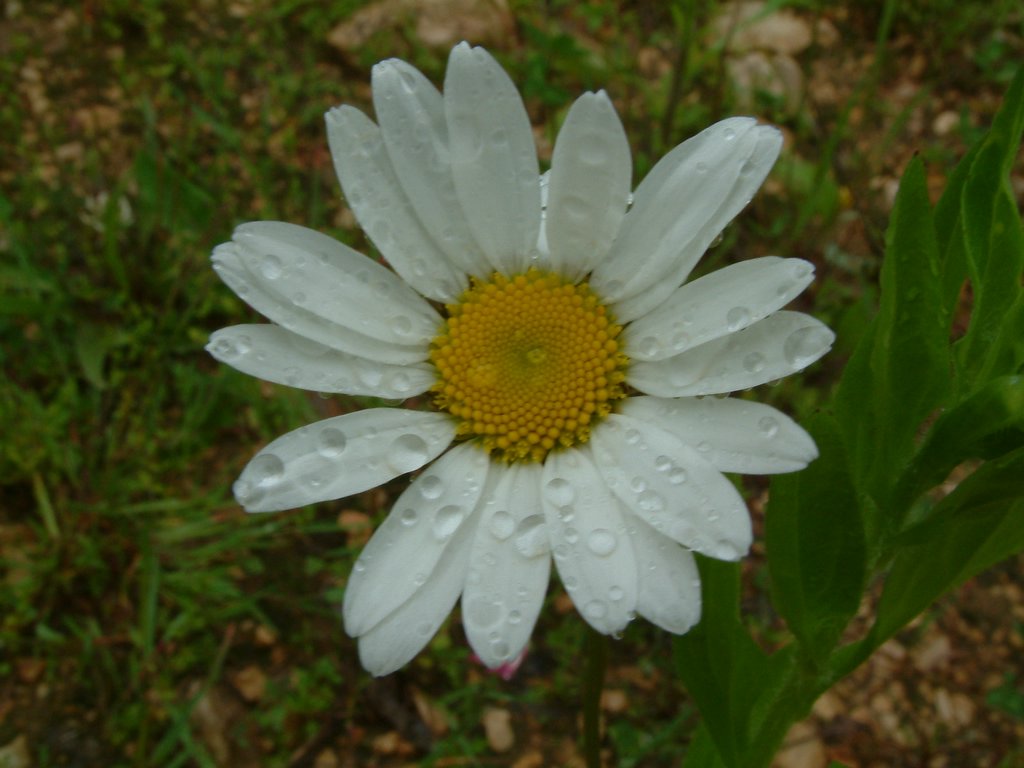 DSCF0212.JPG