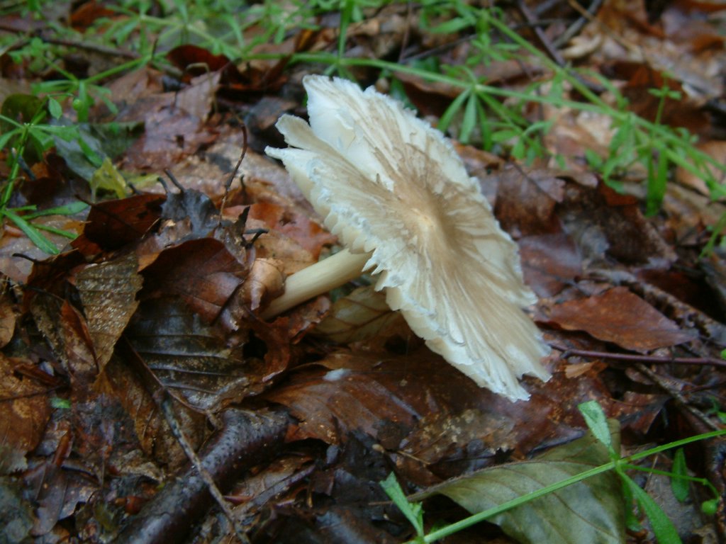 DSCF0219.JPG
