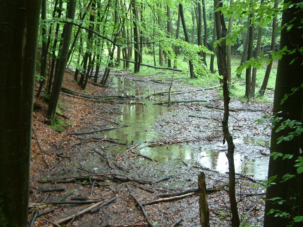 DSCF0230.JPG