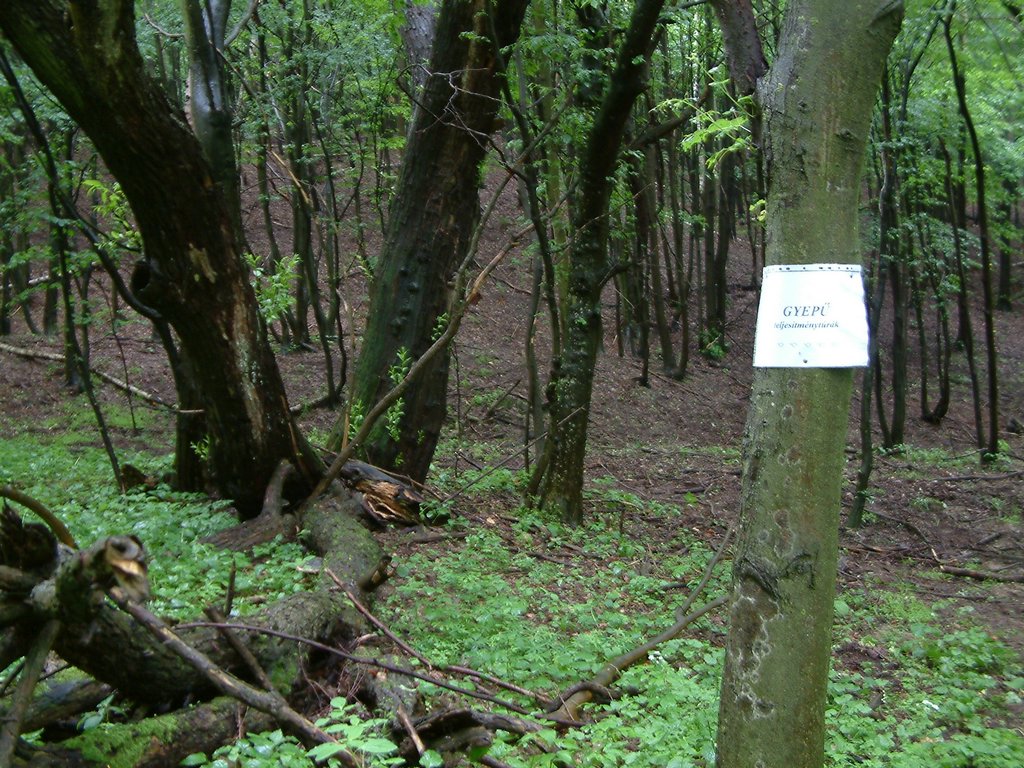 DSCF0232.JPG