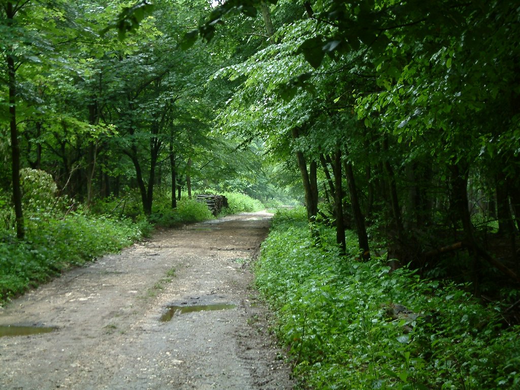 DSCF0234.JPG