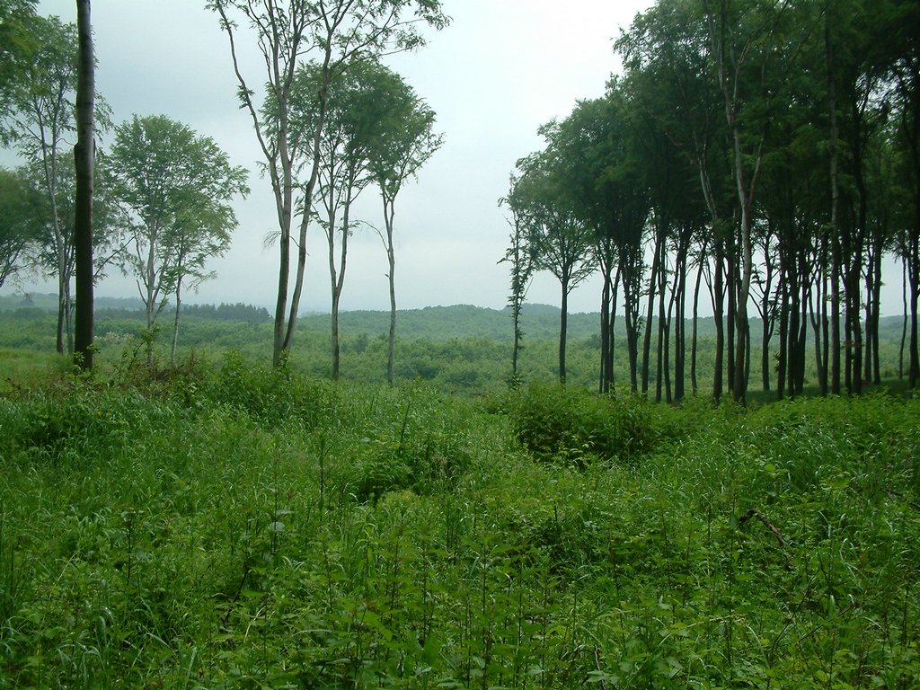 DSCF0248.JPG