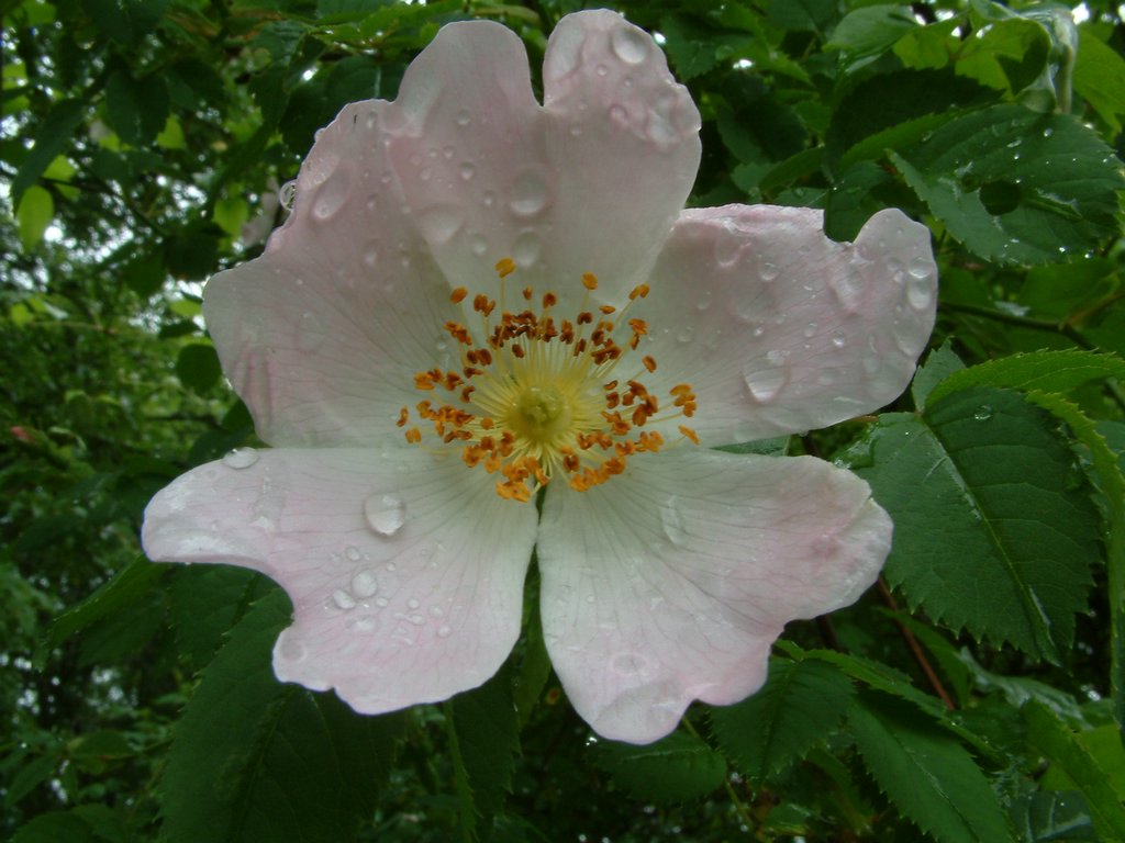 DSCF0264.JPG