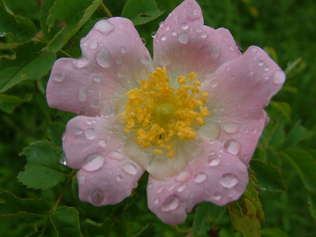 DSCF0265.JPG