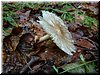 DSCF0219.JPG