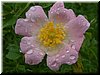 DSCF0265.JPG