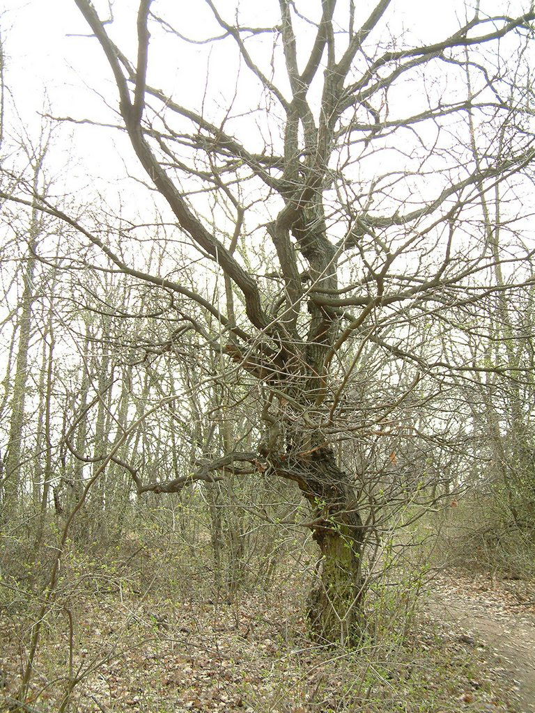 DSCF0156.JPG