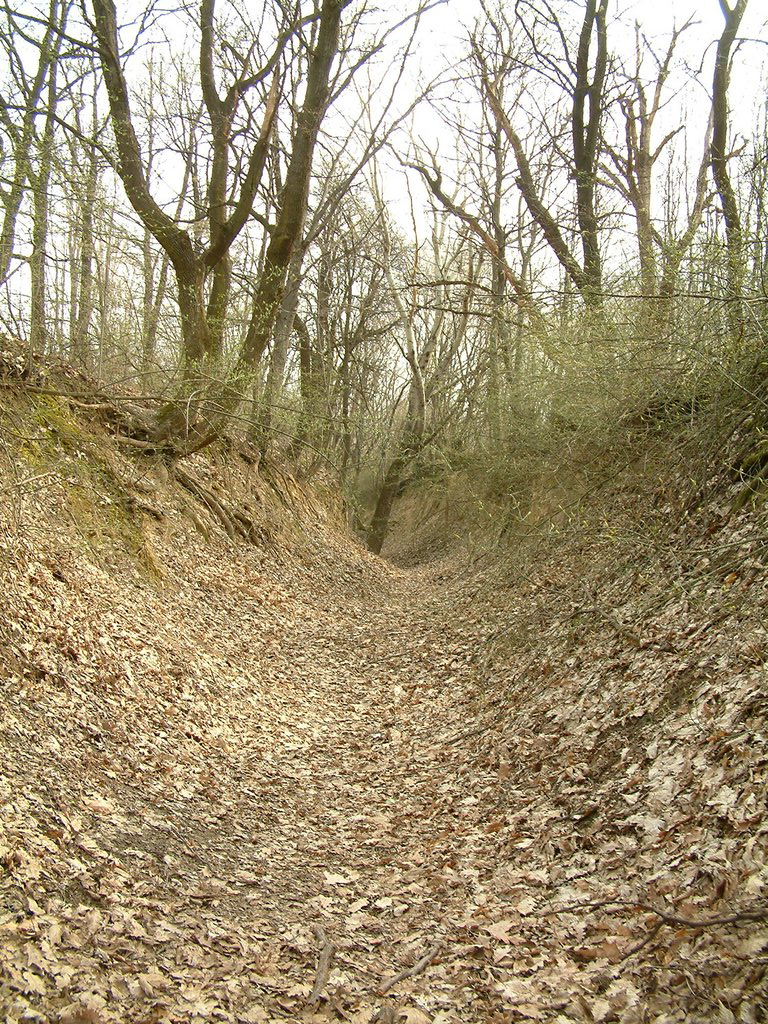DSCF0157.JPG