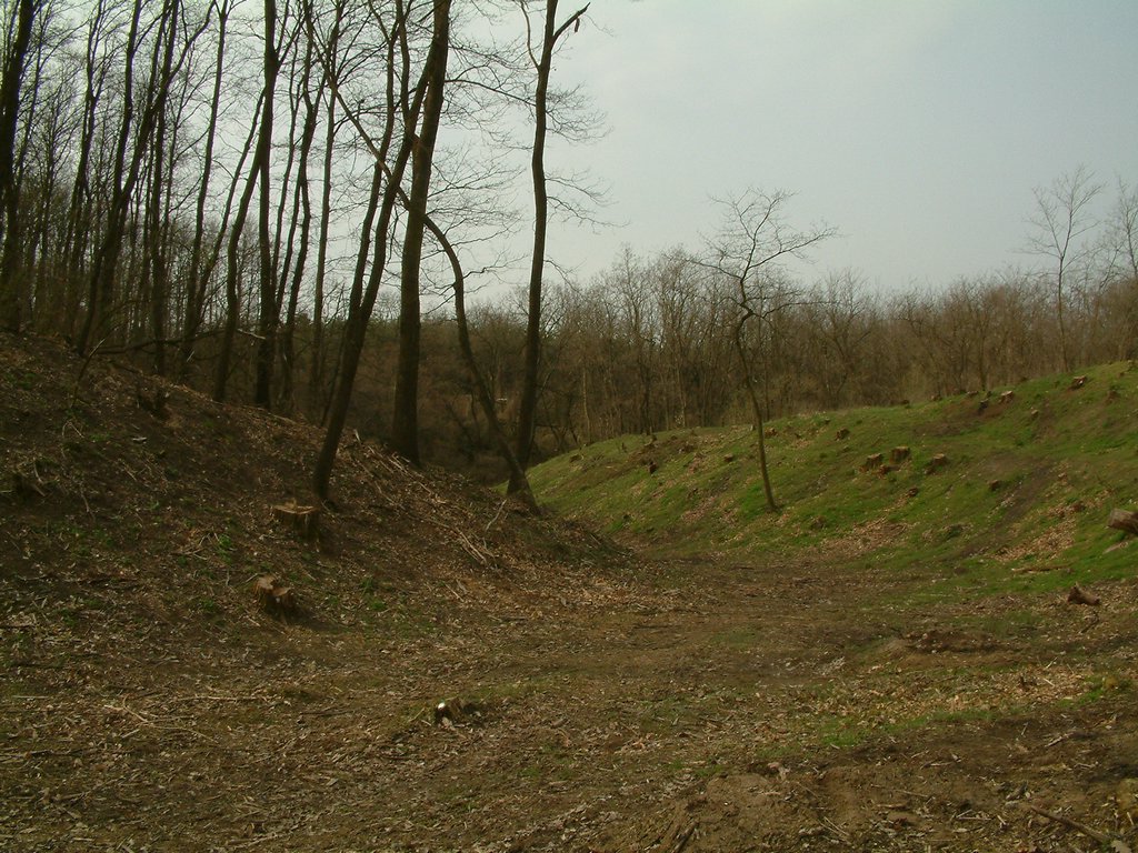 DSCF0168.JPG