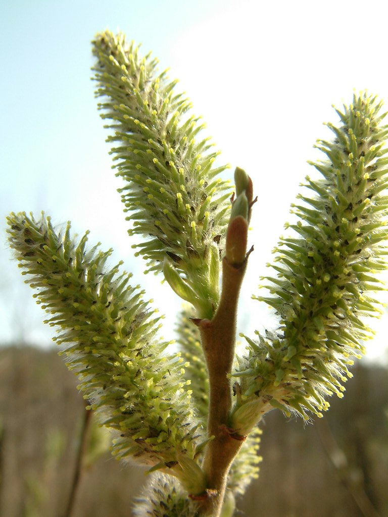 DSCF0181.JPG