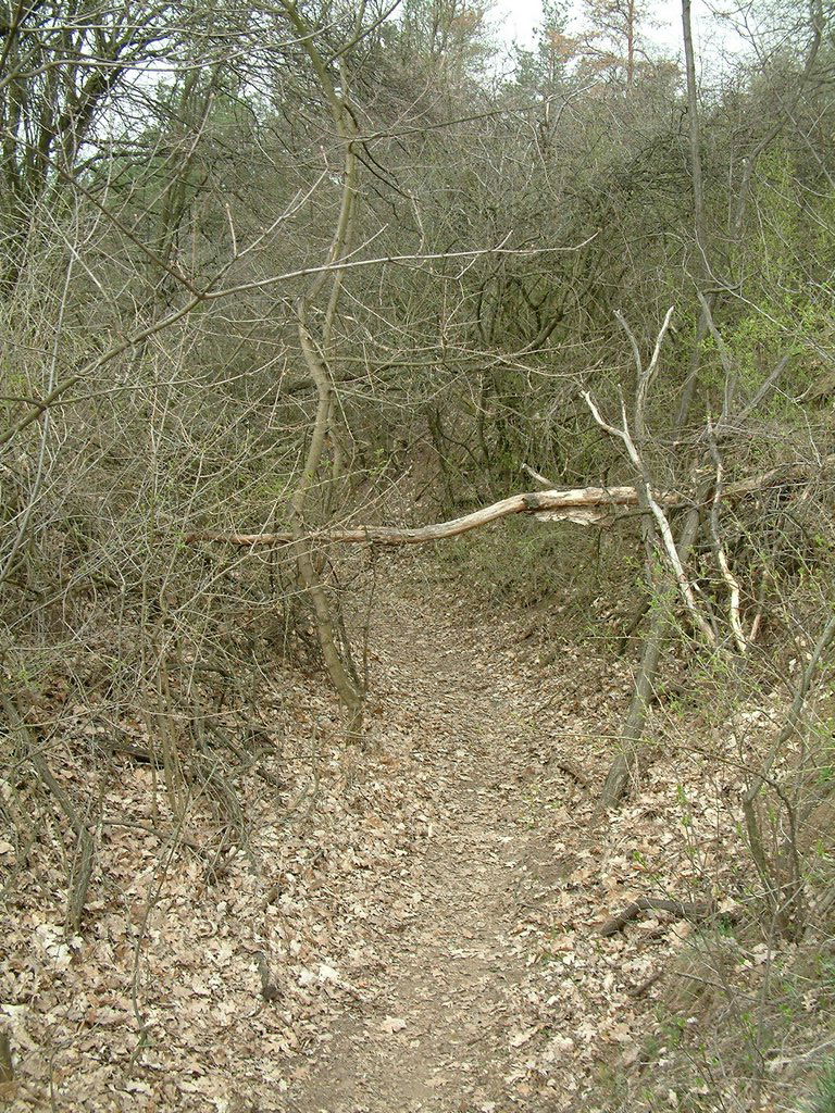 DSCF0183.JPG