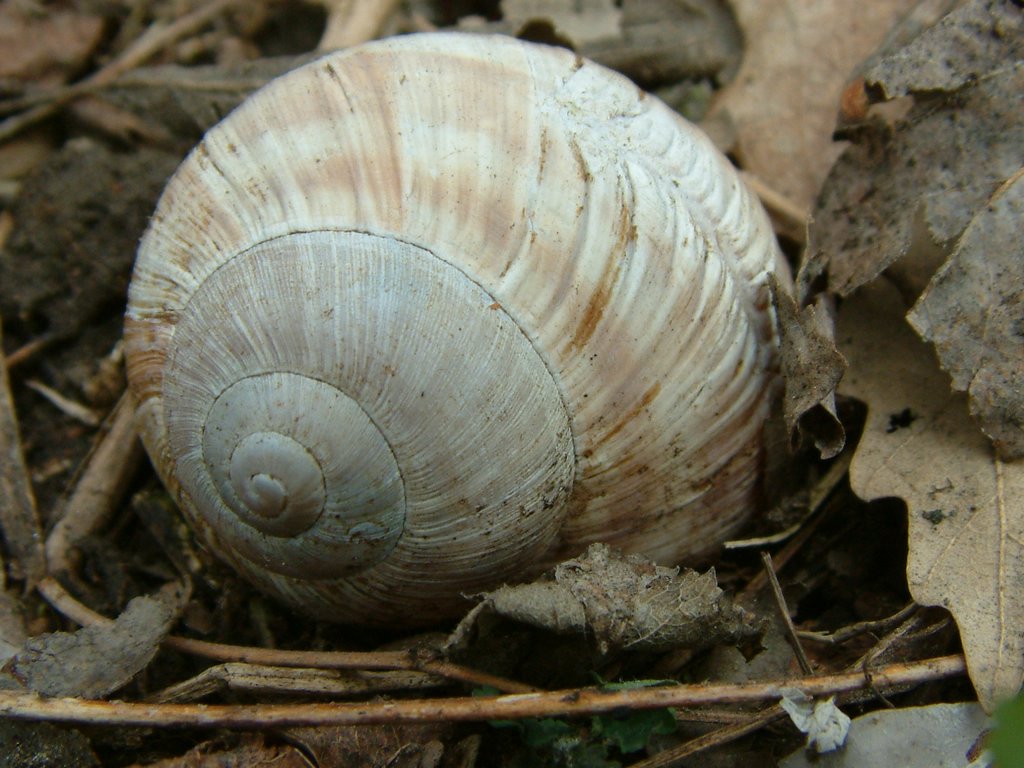DSCF0184.JPG