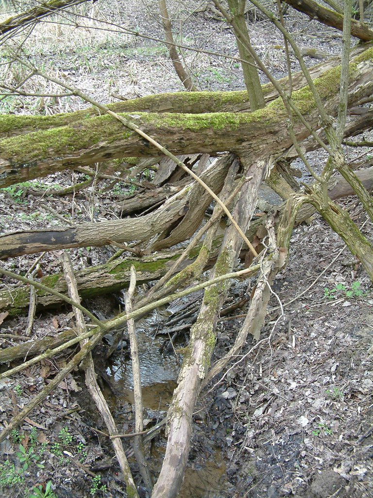 DSCF0194.JPG