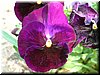 DSCF0158.JPG