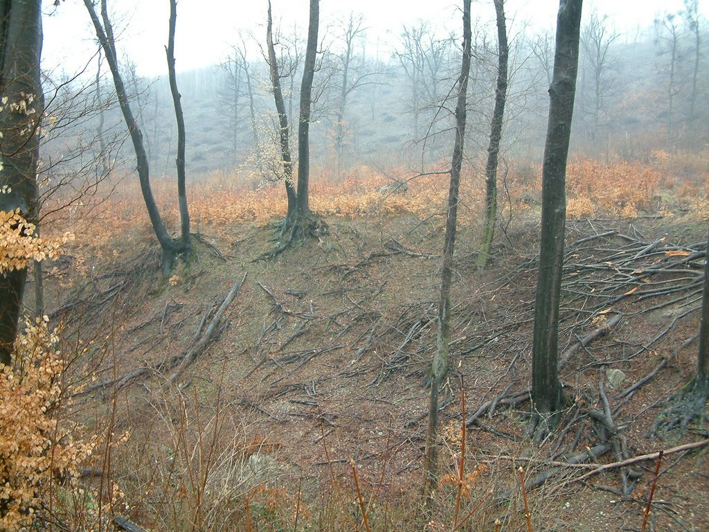 DSCF0036.JPG