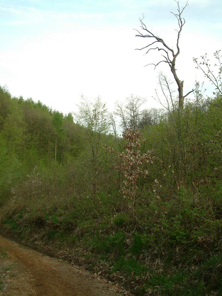 DSCF0029.JPG