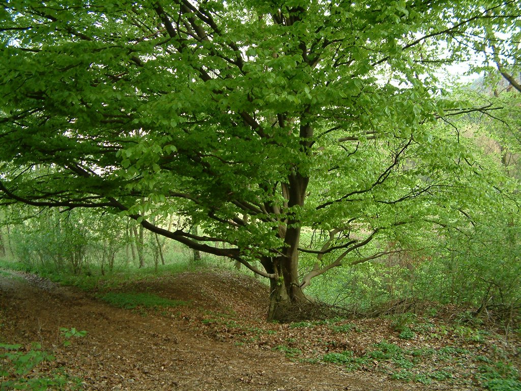 DSCF0034.JPG